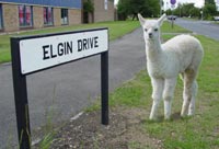 An Elgin Llama named Bruce