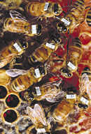 barcode_bees.jpg