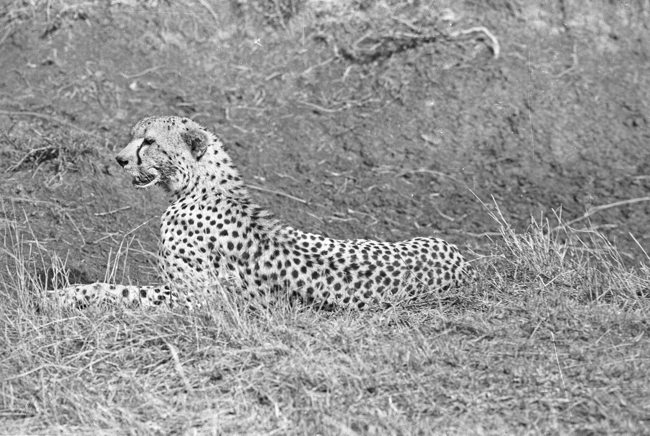 30_1978_cheetah