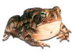 the toad
