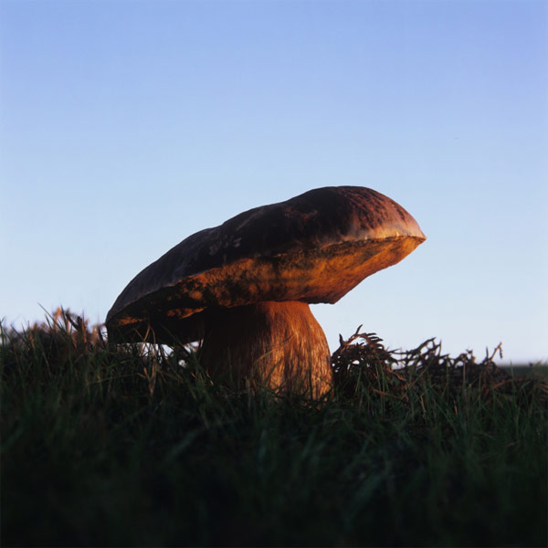 A very pretty Mushroom