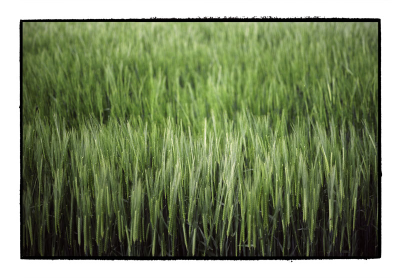 green wheat