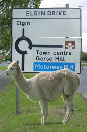 another view of The Elgin Llamas