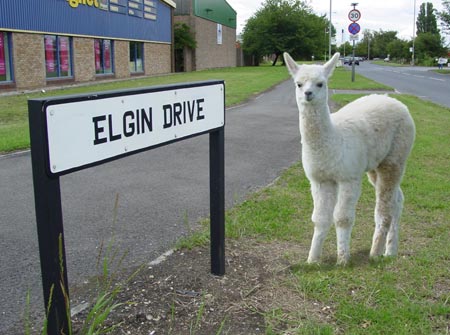 An Elgin Llama