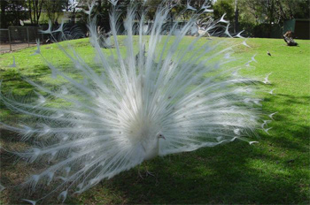 An albino Peacock
